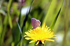Butterfly Blue Nature