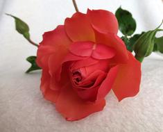 Flower Rose