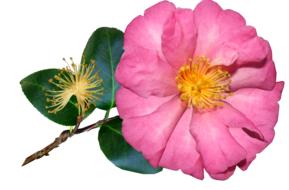Camellia Flower Single Pink