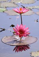 Flower Lotus Nature