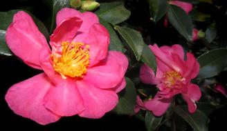 Camellia Pink Flower