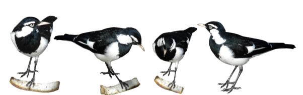 Birds Magpies Feeding