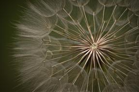 Dandelion Summer Meadow