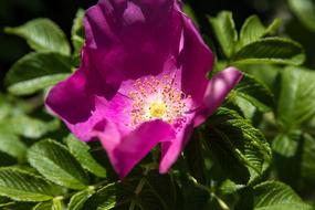 Wild Rose Hip Blossom