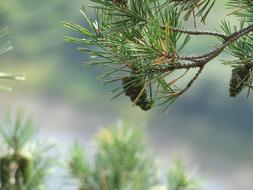 Needle Pine Nature