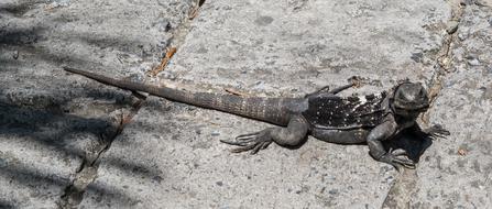 Endangered Black Iguana Reptile