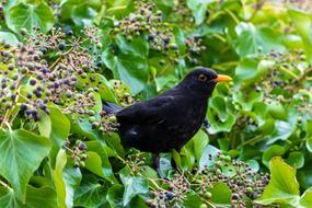 Nature Bird Tree