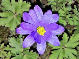 Flower Blue Anemone Wood