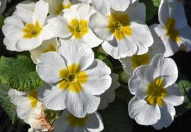Primrose Flower Primula