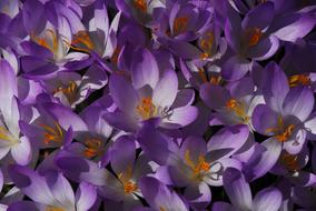 Flower Nature Plant