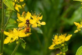 Hoverfly Blossom Bloom