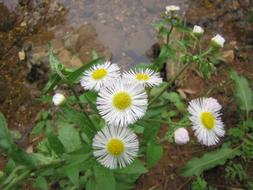 Nature Flora Flower