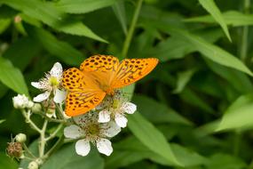Butterfly Edelfalter Blossom