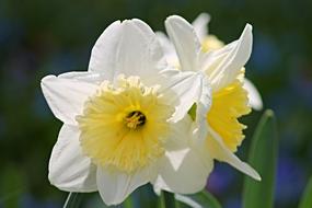 Narcissus