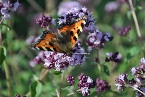 Nature Flower Insect