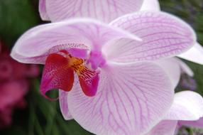 Flower Nature Plant