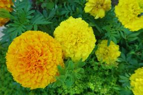 Outdoor Flower Plant