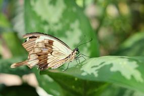 Nature Butterfly Insect