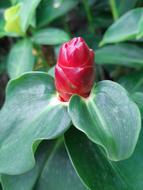 Red Flowers