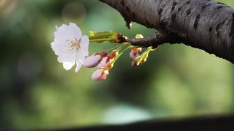 Cherry Flowers Nature Naked Trees