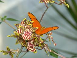 Nature Insect Flower