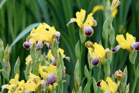Iris Flower Plant