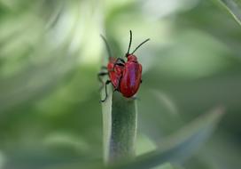 Insecta Red Pair