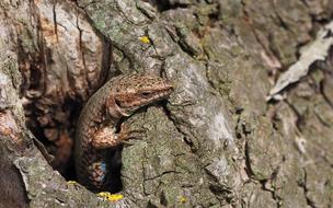 Nature Animals Reptile