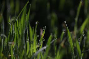 Grass Dew Green