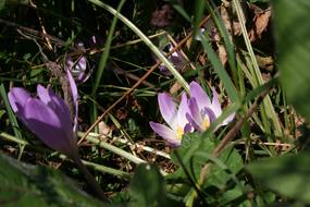 Flower Nature Plant