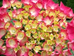 Hydrangea Hortensia Pink