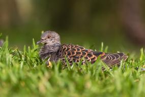 Nature Wildlife Bird