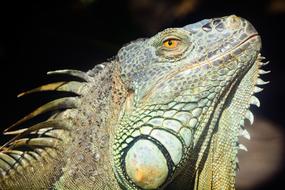 Reptile Lizard Nature