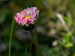 Daisy Flower Plant