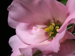 Pink Flower Stamens Petals