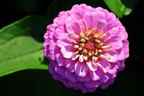 Flower Zinnia Pink