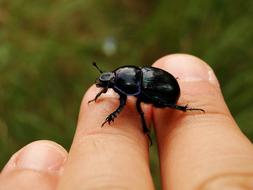 black beetle on my arm