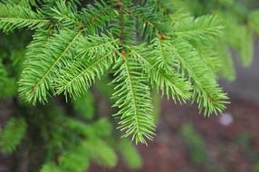 green thorny plants in the garden