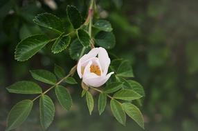 Apple Blossom Tree Fruit