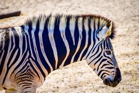 Zebra Wildlife Nature