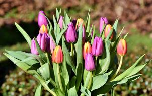 Tulips Tulip Bouquet Spring