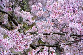 Cherry Flowers Wood