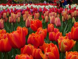 Tulip Garden Flower