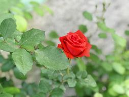 Nature Leaves Flower