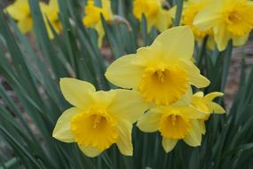 Daffodil Narcissus Flora