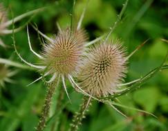 Nature Spines Plant