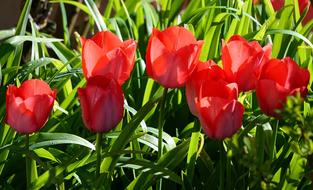 poppy field in the garden in spring