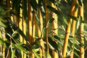 Leaf Bamboo Plant