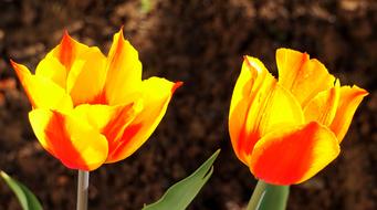 Nature Tulip Flower
