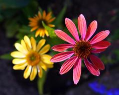 Echinacea Flower Blossom